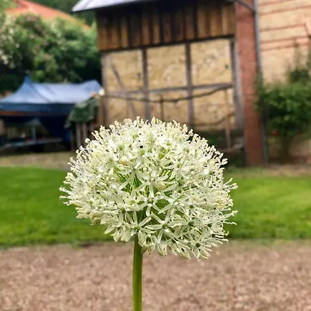 Waldmuehle * Szlezwik